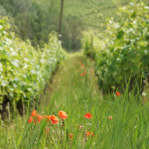 La vigne