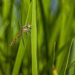 Libelle