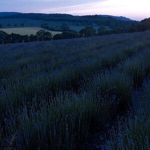 Lavendel 50%