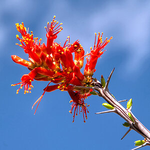 Ocotillo