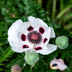 Weißer Mohn