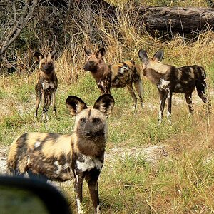 Wildhunde in Botswana