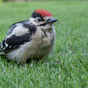 Buntspecht (Jungvogel)