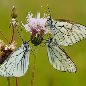 Baum-Weißlinge (Aporia crataegi) auf Distel.