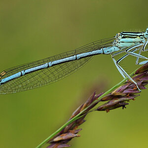 Blaue Federlibelle (Platycnemis pennipes), Männchen