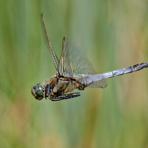 Blaupfeil im Flug.jpg