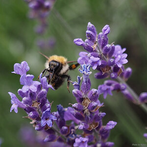 Lavendel mit Hummel