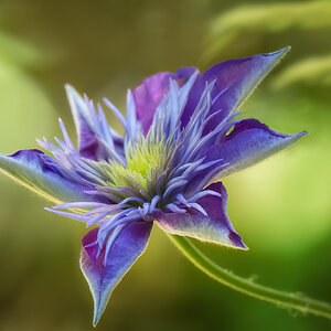 Clematis