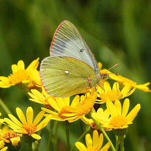 Hochmoorgelbling (Colias palaeno)