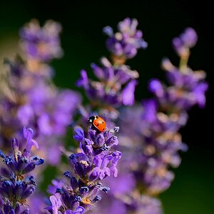 auch ich mag Lavendel