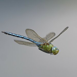 Anax imperator.jpg