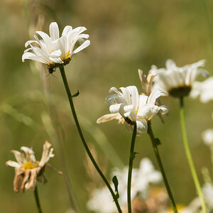 Margarite- Blume