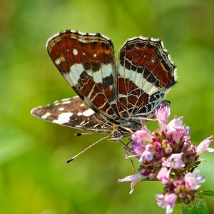 WOB 3 (Week of Butterfly) Landkärtchen