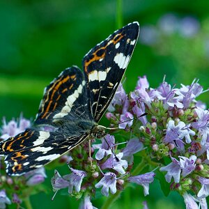 WOB 4 (Week of Butterfly) Landkärtchen (Sommer Generation) - "Insekt des Jahres 2023"