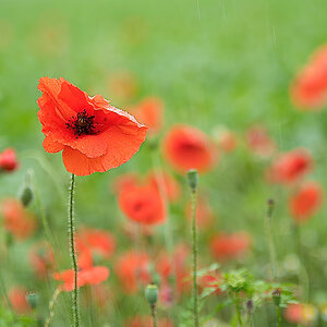 Regen-Mohn