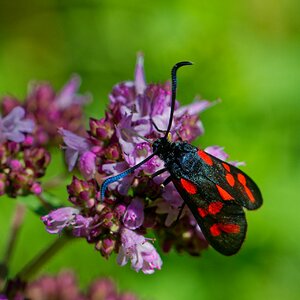 WOB 6 (Week of Butterfly) Sechsfleck-Widderchen