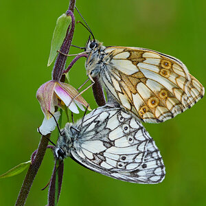 Paarung der Schachbrettfalter (Melanargia galathea) auf Sumpf-Stendelwurz (Epipactis palustris).