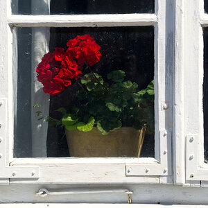 Fensterblümchen