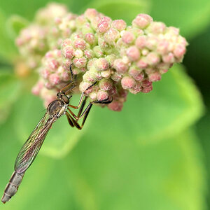 Wald-Schlankfliege