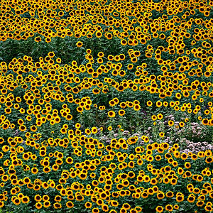 Sonnenblumen - PUR .jpg
