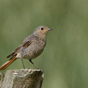 Hausrotschwanz (Jungvogel?)