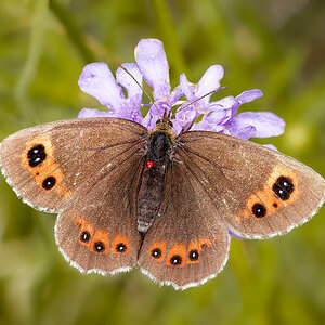 Erebia aethiops