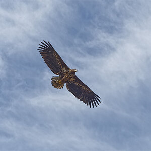 Seine Majestät, der Adler!