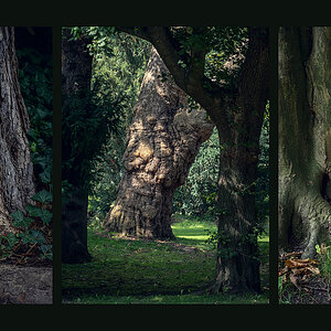Serie Bäume BUGA Mannheim