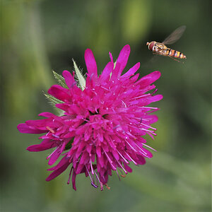 Witwenblume mit Schwebfliege