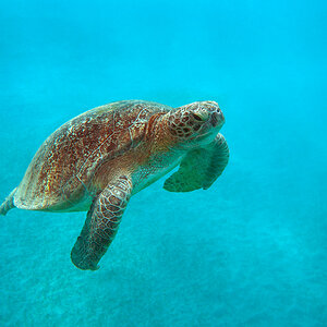 Schildkröte im roten Meer