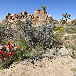 Joshua-Tree-Nationalpark