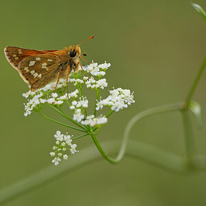 Komma-Dickkopffalter (Hesperia comma)