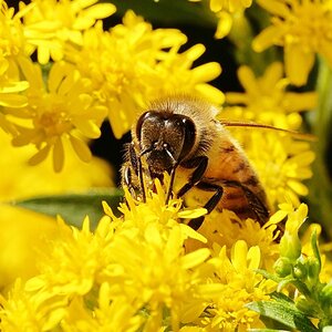 Biene auf Blüte.