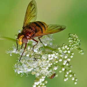 Gebänderte Waldschwebfliege.jpg