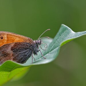 Kleines Wiesenvögelchen