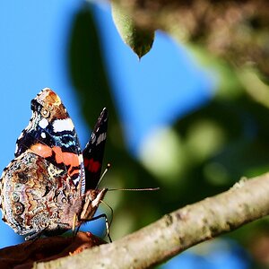 Immer lecker im Birnbaum