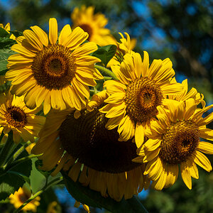 Sonnenblumen-