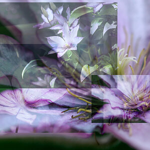 Clematis