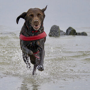 Lotte in der Nordsee...