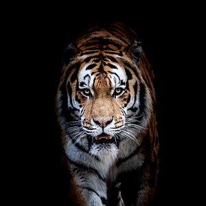 Tiger_1280.jpg