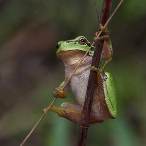 Laubfrosch