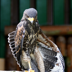 Bussard