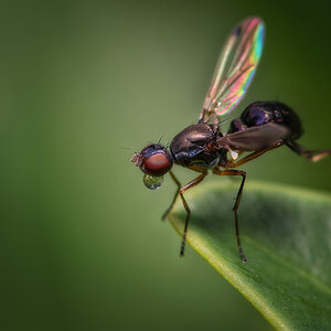 Nemopoda nitidula