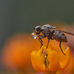 Kleine Blumenfliege