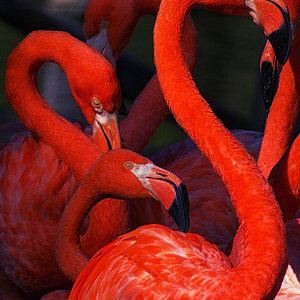 Flamingorot variabel