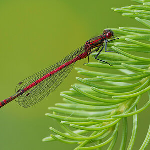 Adonislibelle (Pyrrhosoma nymphula)