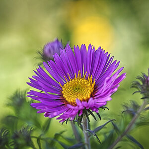 Aster od. ,,Oktoberle"