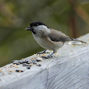 Sumpfmeise (Poecile palustris)