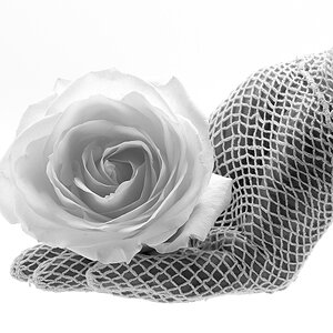Die weiße Rose