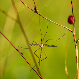 Spinne auf der Lauer